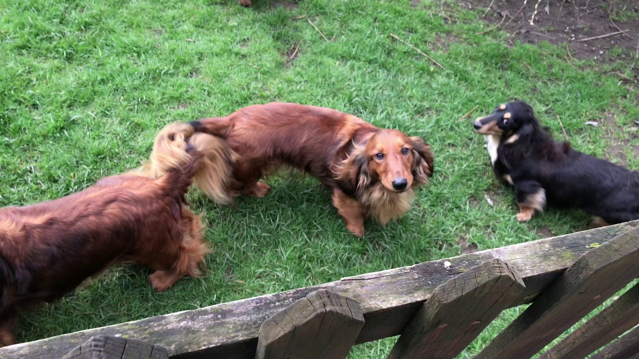 bronia dachshunds