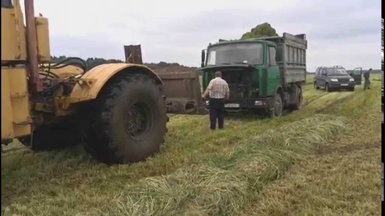 Кировец перевернулся. К 700 трактор топчет силос. Кировец трактор фото убирает навоз