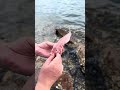 Kanama Smart Bait - Bring Your Dead Bait Back to Life.