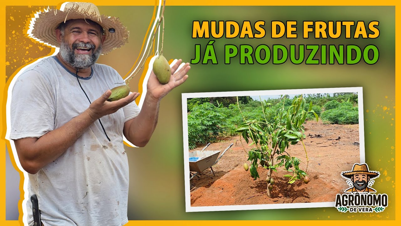 Como fazer MUDAS de frutas PRODUZINDO