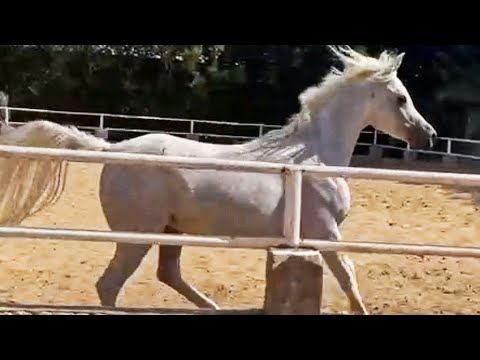 فرسة عربي اصيل كحيلان عشار شهرين حفيده امبريال مادوري