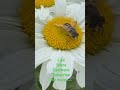 Bees