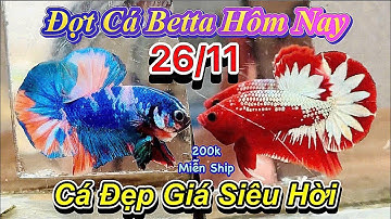 ❤️26/11/2025_Clip Betta Mới Siêu Phẩm_Từ 50k_Betta Form Khủng_Size Siêu To_Lực Lưỡng_Hàng Tuyển❤️