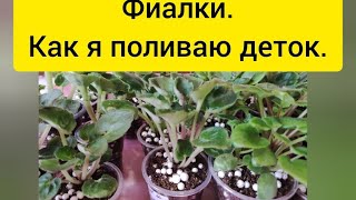 Рассказываю как я поливаю детки фиалок. Знакомство с тремя сортами из моей коллекции.