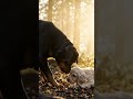 ذكاء الروت وايلر غير طبيعي.. شوف أنقذ مين! 🥺💔 #Shorts #Rottweiler #روت_وايلر  #RottweilerEgypt