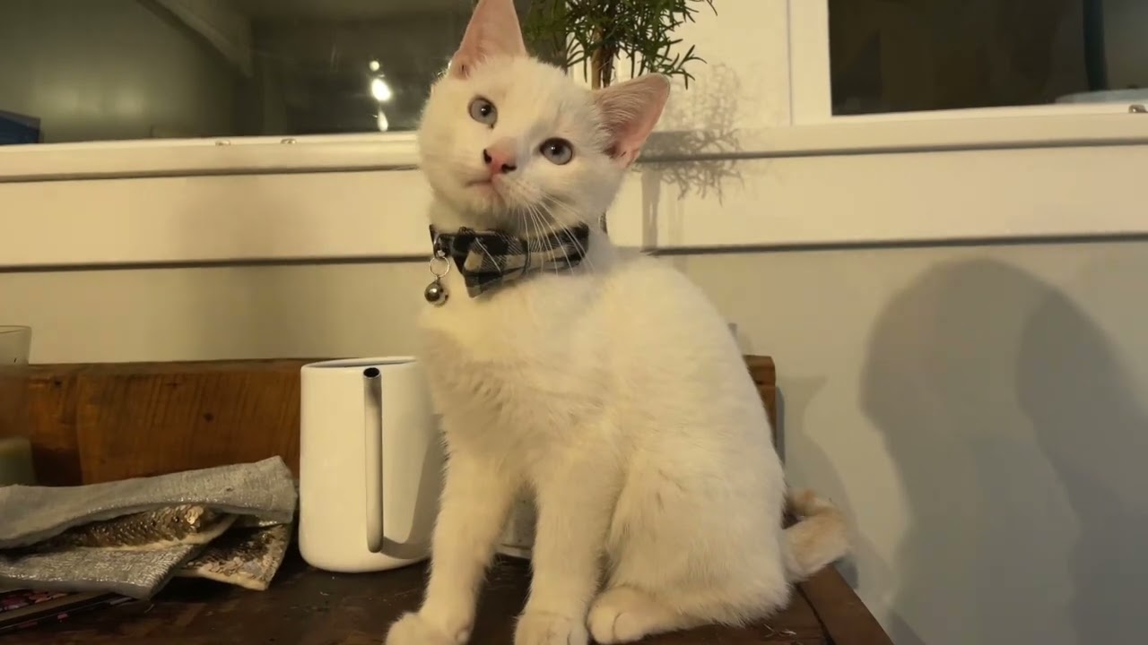 Alfie