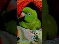 💗🤌🏻🦜 #parrot #talkingparrot #birds #mithukibatain #trending #viral #shorts #trendingshorts #hyped