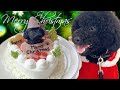 犬とクリスマスパーティ！似顔絵ケーキで犬を喜ばせてみたw【サプライズプレゼント】【one two skip】