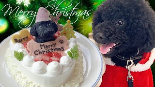 犬とクリスマスパーティ！似顔絵ケーキで犬を喜ばせてみたw【サプライズプレゼント】【one two skip】