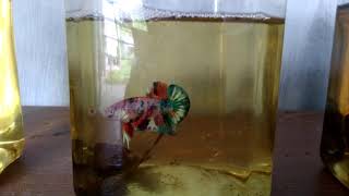 Persiapan Pemijahan Untuk Pejantan