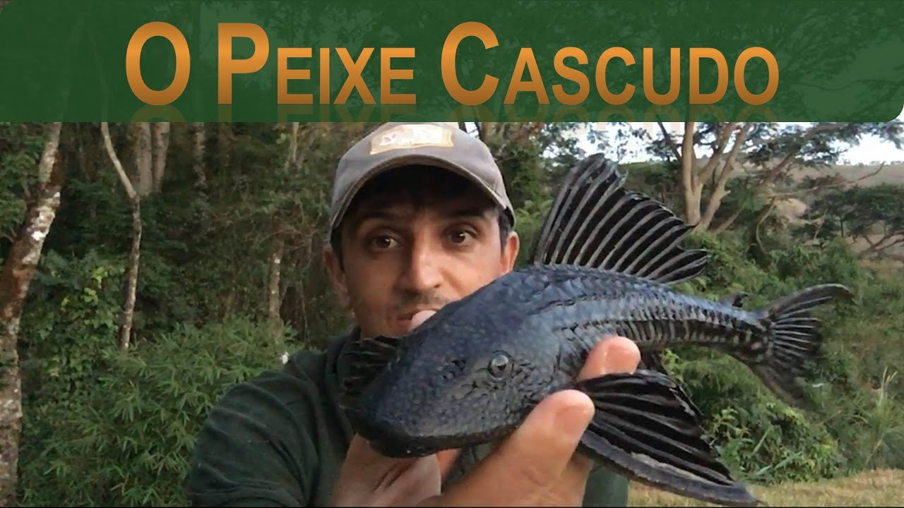 Quanto Tá O Quilo Do Peixe Cascudo?