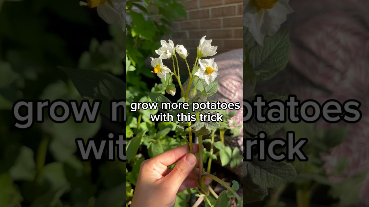 Increase your potato harvest by doing this simple thing 