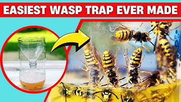 How to Make A DIY Wasp Trap Easily 🐝✅ Safe for Kids & Pets!