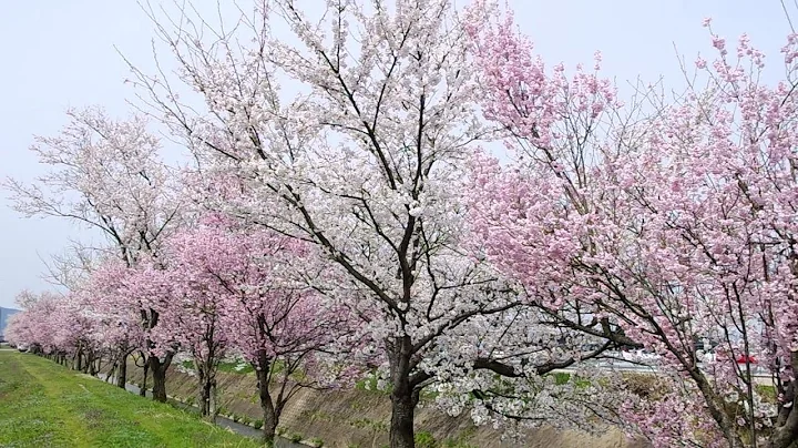 DISCOVERING TOYAMA, JAPAN  -  Cherry blossoms and TAKASE Shrine