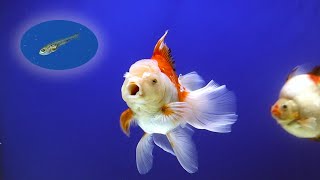 Ep.10  I found (LUCKY) a baby goldfish in Clowny's tank ...!! by Bije Aquatics 38,391 views 3 years ago 3 minutes, 50 seconds