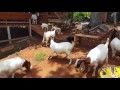 Unity Goat Farm, Manchester, Jamaica