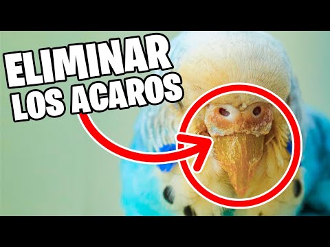 Video: ¿Qué tipo de fruta comen los Geckos?