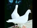 حمام ي الي بين الغصون