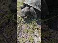 Nature in Shamrock Park, Venice, FL #SuncoastMatt