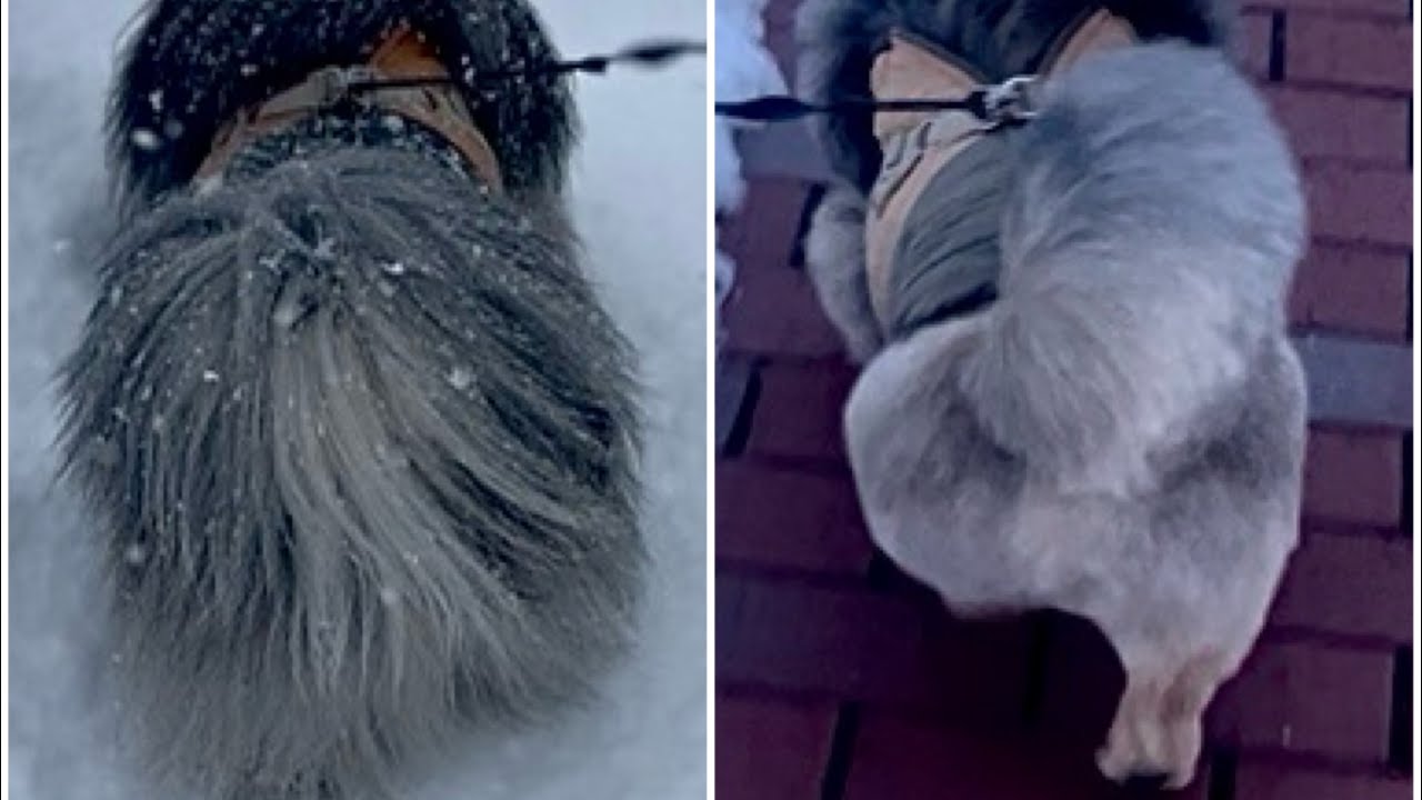 ペキニーズ タロン君 ドカ雪と液状化と桃尻