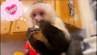 Capuchin Monkey STEALS last muffin!