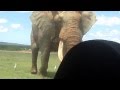 World's Biggest Elephant