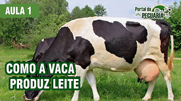 Como a vaca da leite o tempo todo?