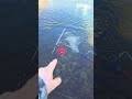 системе очистки пруда. кристально чистая вода. #прудподключ #fishing #fish