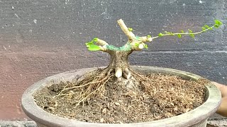 Making Small Bonsai Tree - Premna Microphylla by Ato Craft 977 views 4 months ago 3 minutes, 34 seconds