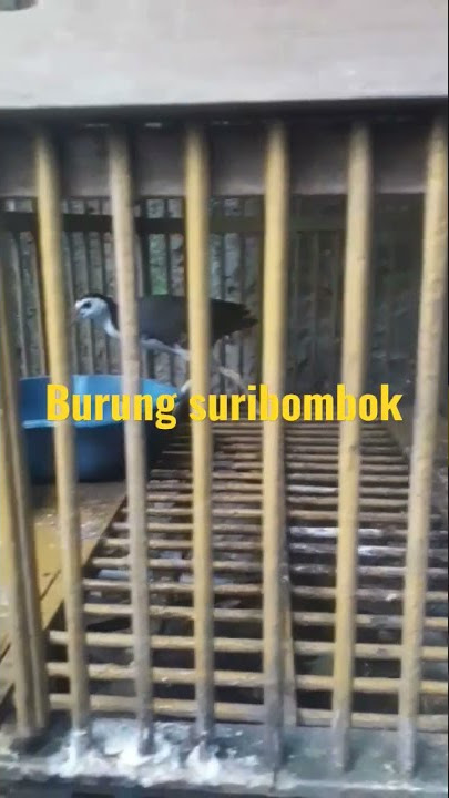 Viralll...!!!...Burung suribombok yang semakin langka...