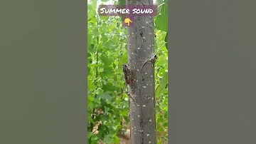 The sound of summer everywhere in the trees in Europe #short #share #subscrib #viral #italy