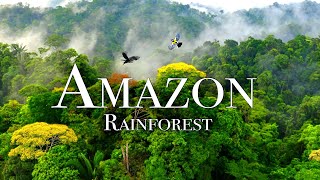 The Amazon Rainforest  Unveiling Fascinating Facts and Wonders  English