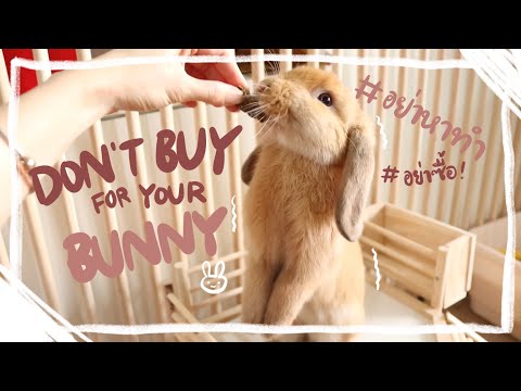 Ep.5 สิ่งที่ไม่ควรซื้อให้กระต่าย ถ้าไม่อยากเสียดายทีหลัง BunnyTTCoupe | Joyjee Loveberry