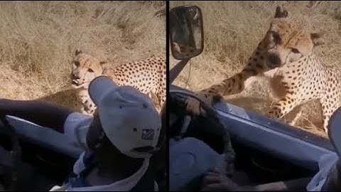 Cheetah gets too close for comfort 🐆😳