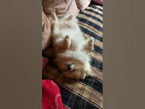 Долли отдыхает😴#питомцы #собачка - YouTube