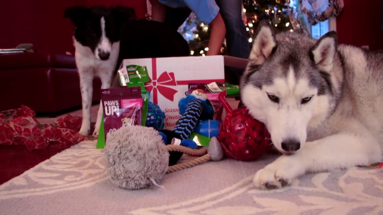 Canadian Tire Loves Pets YouTube