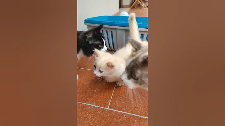 Video 10395221: munchkin cat pet