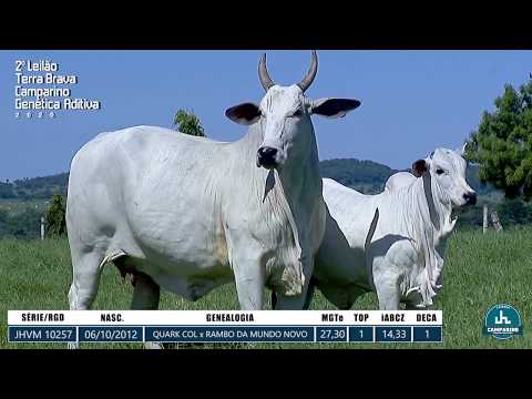 LOTE 10 -  JHVM 10257 FIV - 2º Leilão Terra Brava Camparino e Genética Aditiva