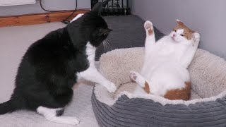 Cat Fight