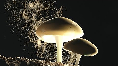 Life cycle of Mushroom/ Mushroom reproduction/ Spore germination/ Fungi and fungal spores