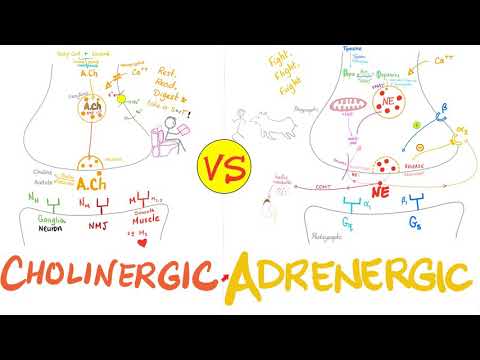 Video: Verschil Tussen Adrenerge En Cholinerge Receptoren