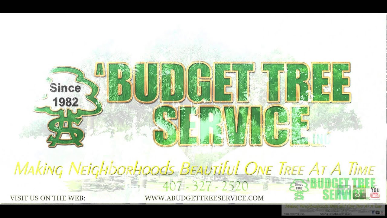 Tree Work A Budget Tree Service 11 4 15 TL