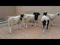 Mouton maroc race dman ferm ali essalhi