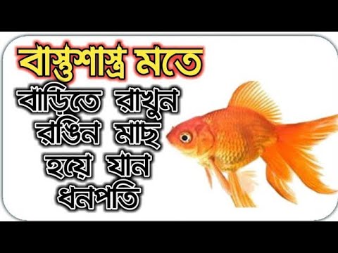 ভিডিও: কীভাবে বাড়িতে একটি ক্লাউন ফিশ রাখবেন