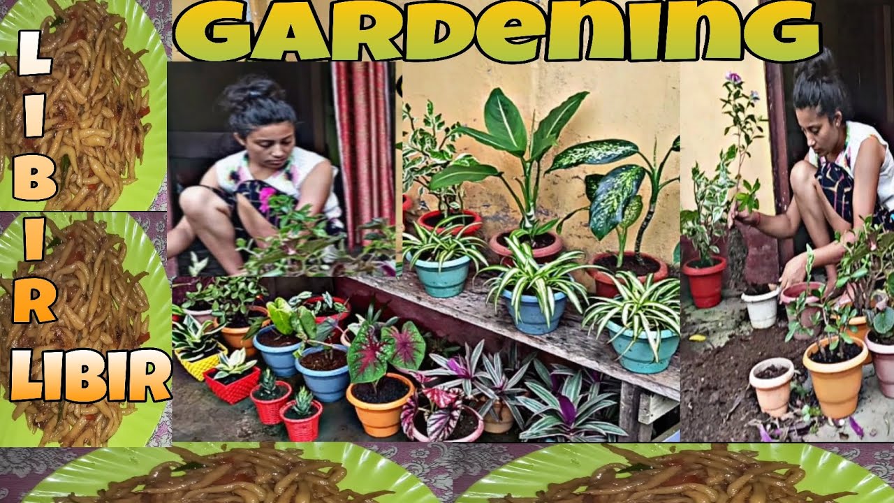  Gardening gardai nta🌻 Wheat flour Nepali style pasta/Libir Libir