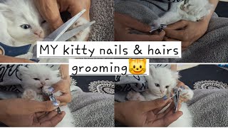 Kitten nails & hair grooming at home ||AURA ke nails cut kiye|| @Meowmeade #persiancat #grooming