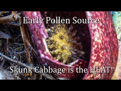 Vídeo: Skunk Cabbage Plant: què és i és verinosa la col mofeta