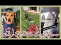 #DogsofTiktok | TikTok Compilation 2020