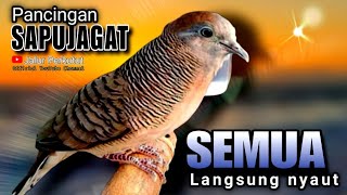 PERKUTUT LOKAL GACOR suara besar  PANCINGAN BUNYI UNTUK SEMUA JENIS BURUNG PERKUTUT (%AMPUH)