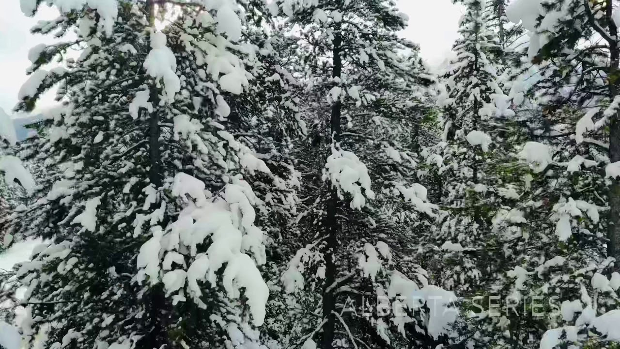 Eagle view of Alberta in 4K | Drone footage of Alberta Canada | The Travelling Tweeps🧚🏻‍♀️